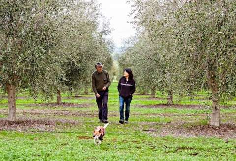 Photo: Wollundry Grove Olives